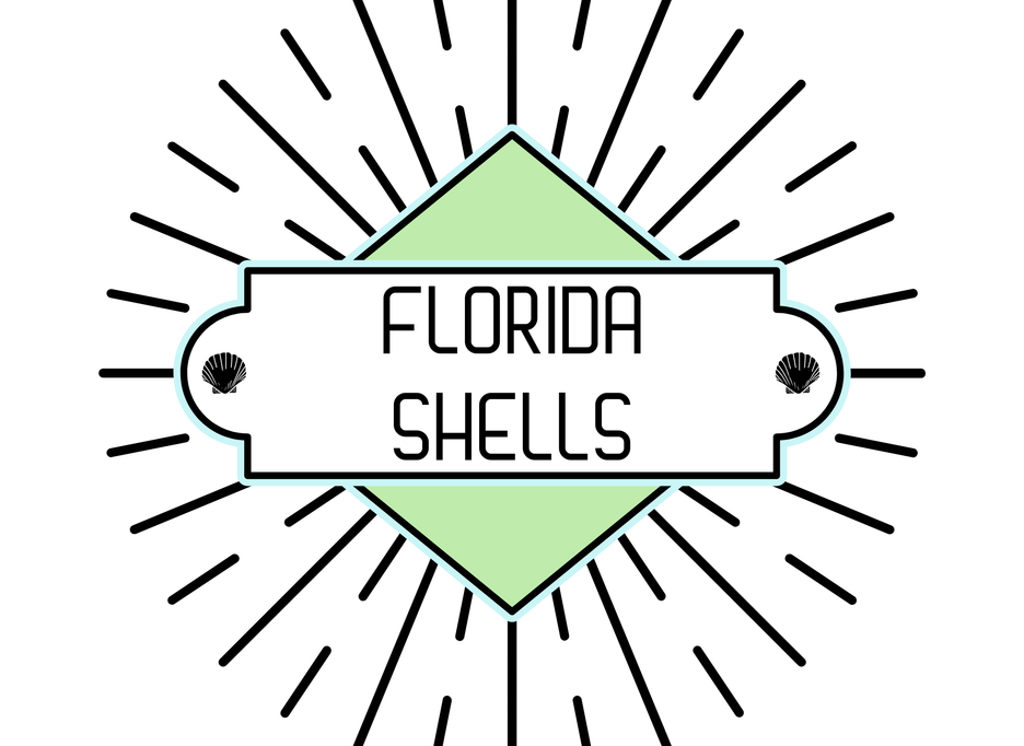 Florida Shells