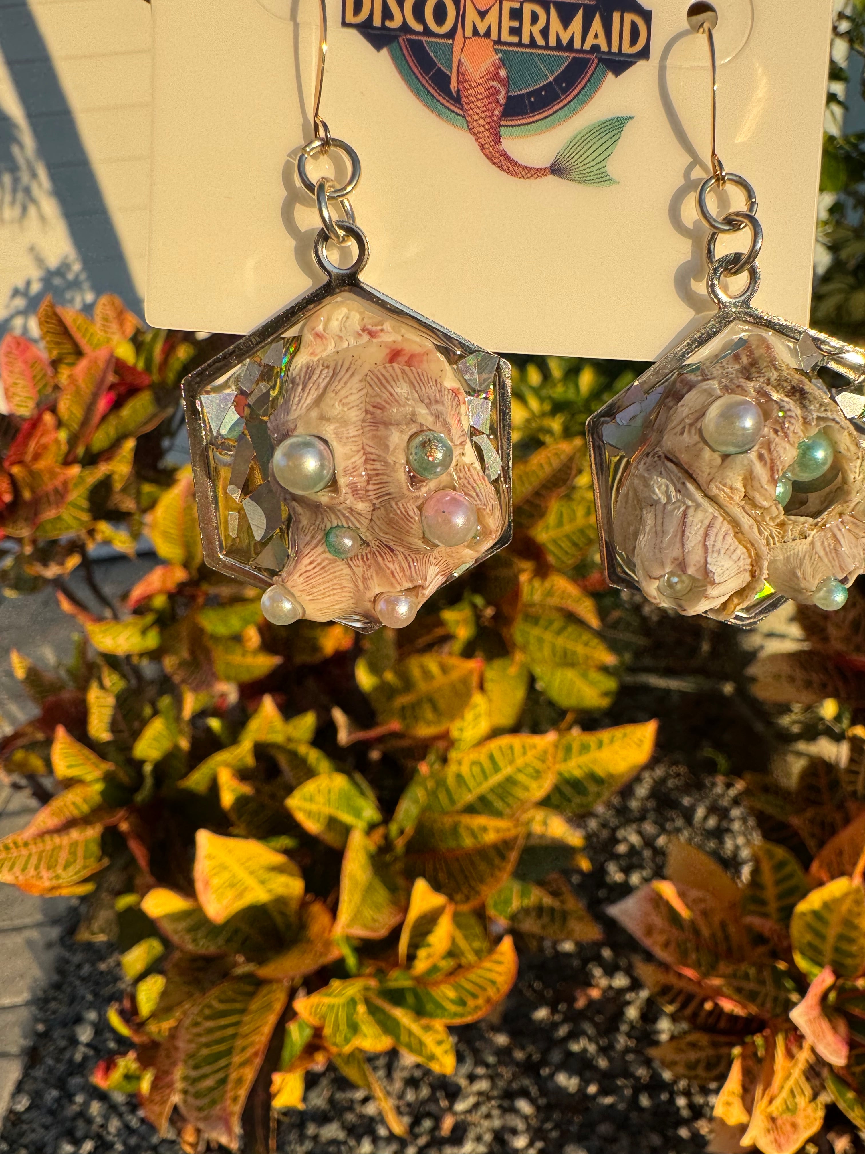 Barnacles Dressed to Party