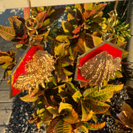 Red and Gold Spiny