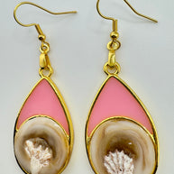 I Can See Only Shells