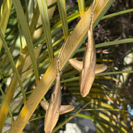 Golden Apex