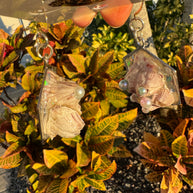 Barnacles Dressed to Party